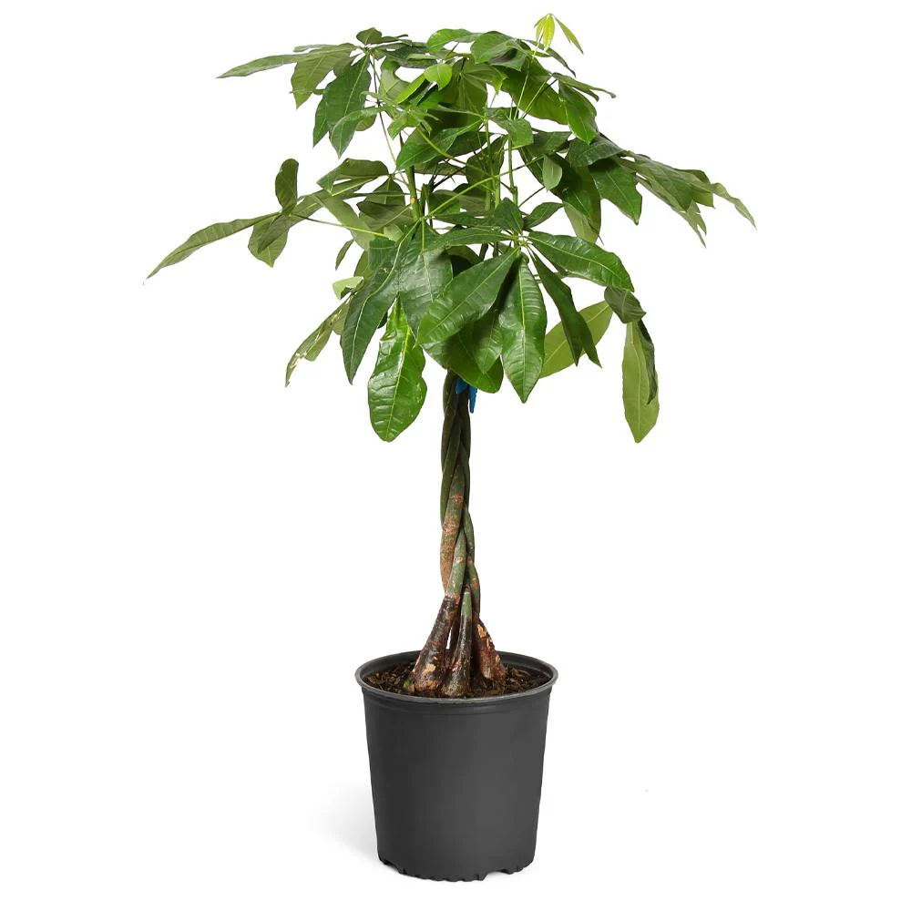 Money Tree - Image 5