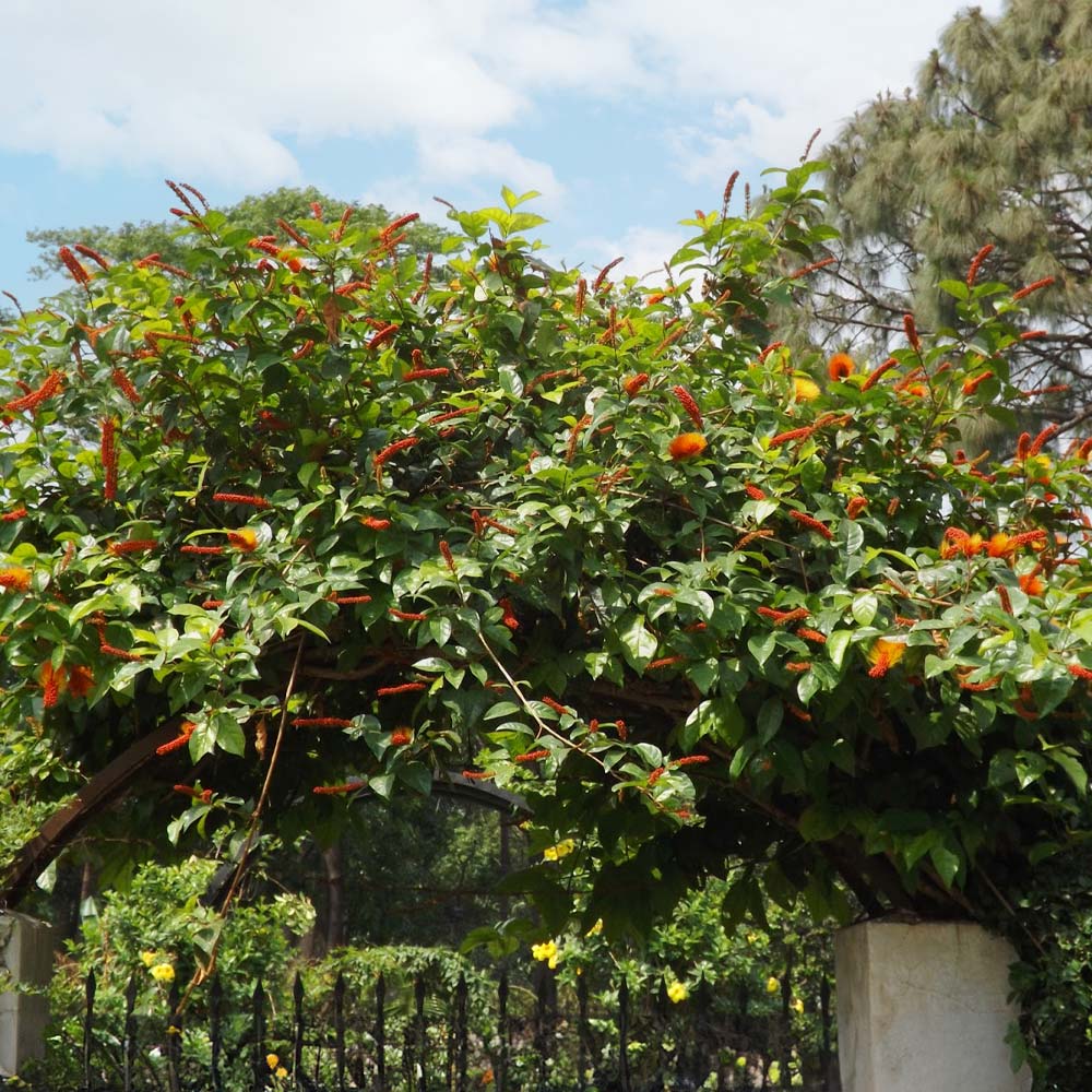 Monkey's Brush Plant - Image 3