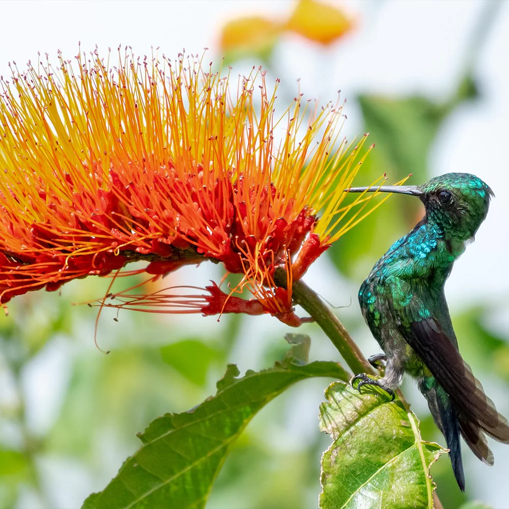Monkey's Brush Plant - Image 4
