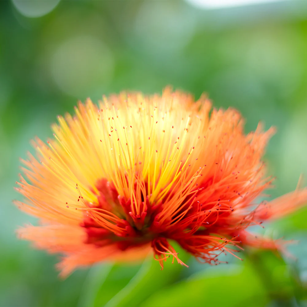 Monkey's Brush Plant - Image 5