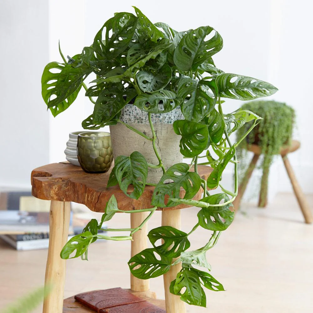 Monstera Adansonii - Image 2