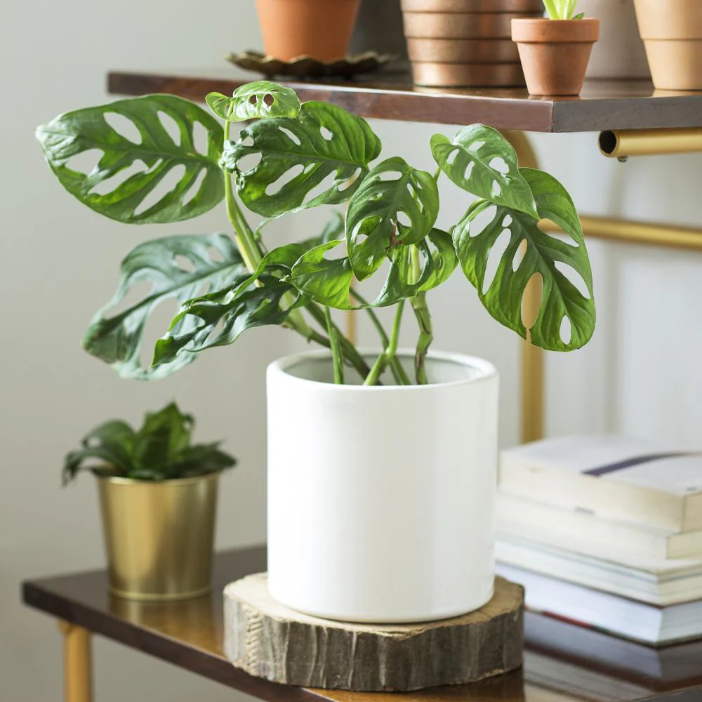 Monstera Adansonii - Image 3