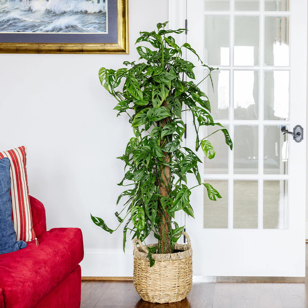 Monstera Adansonii - Image 4