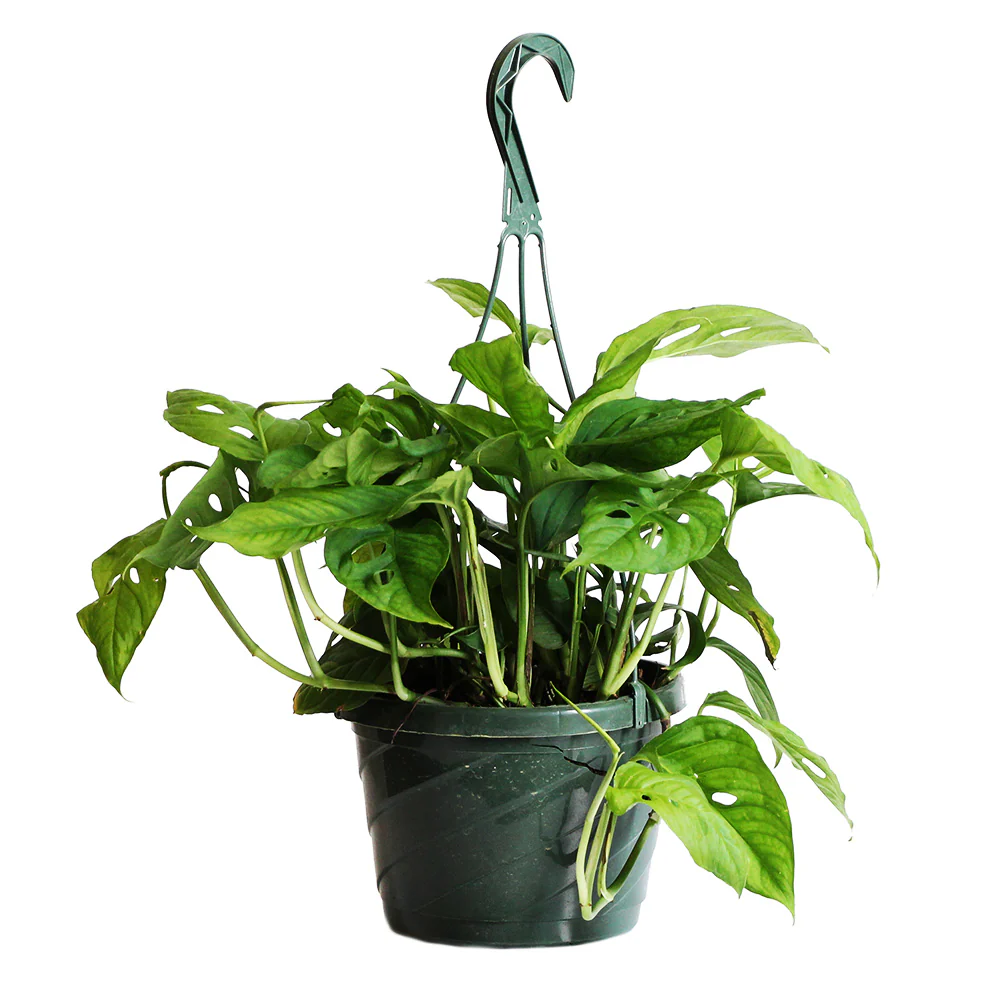 Monstera Adansonii - Image 5