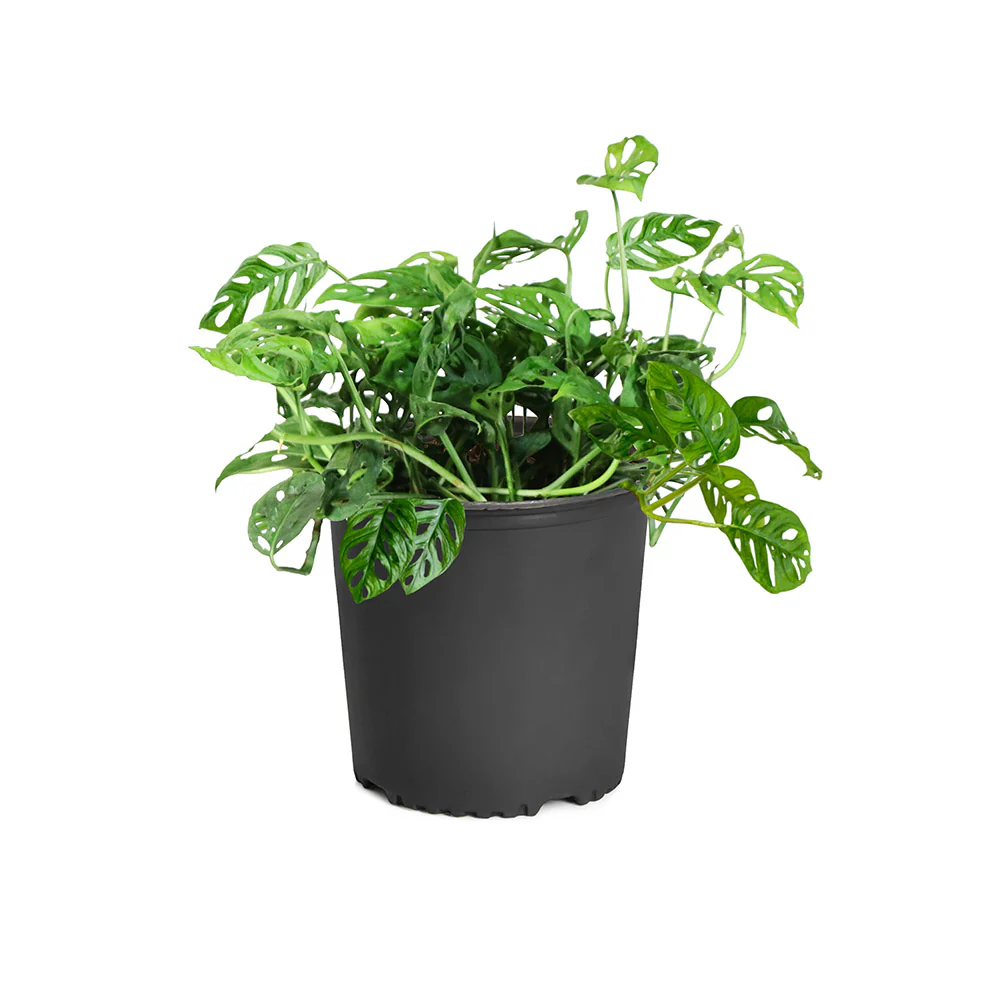 Monstera Adansonii - Image 6