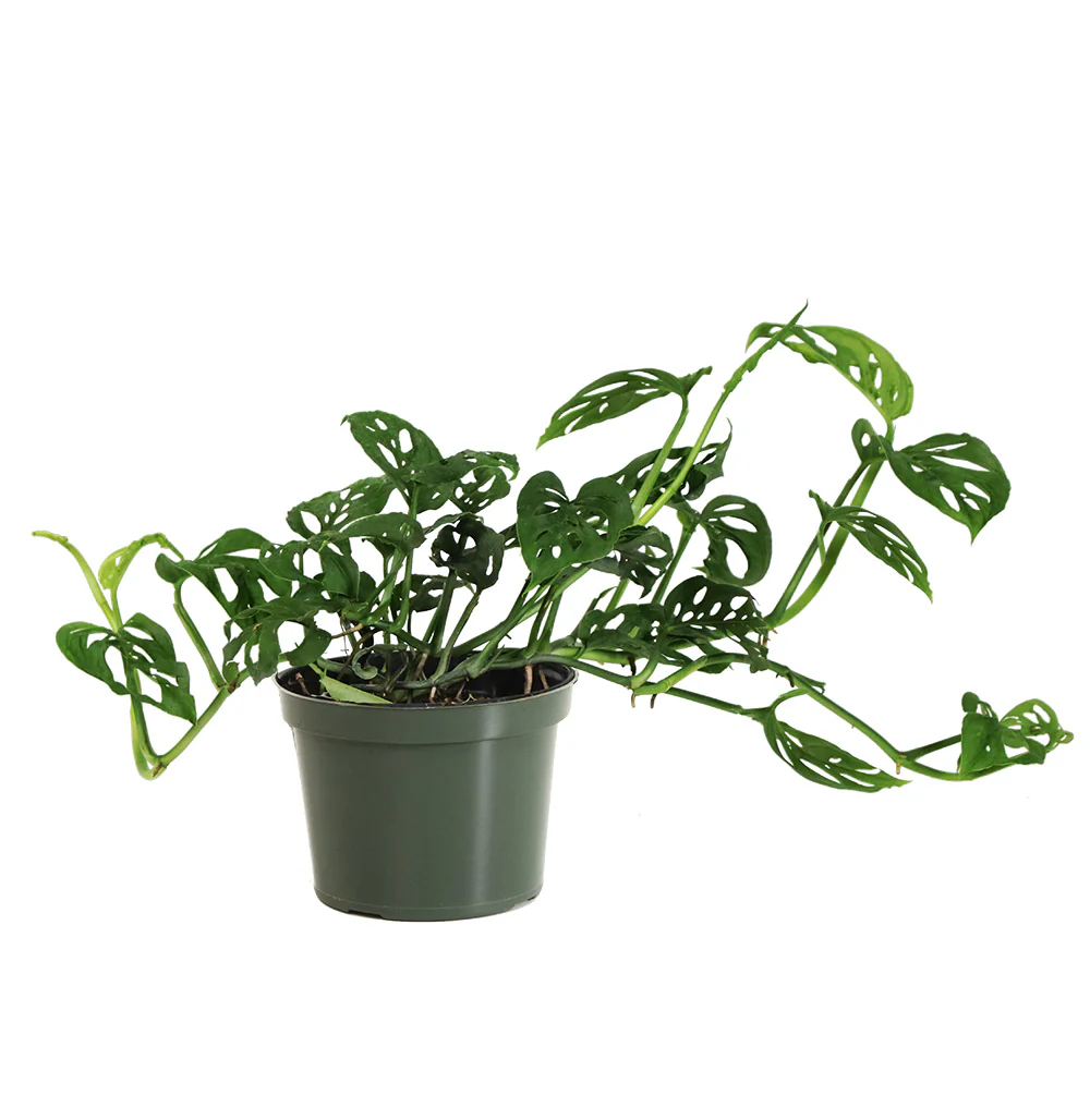Monstera Adansonii - Image 7