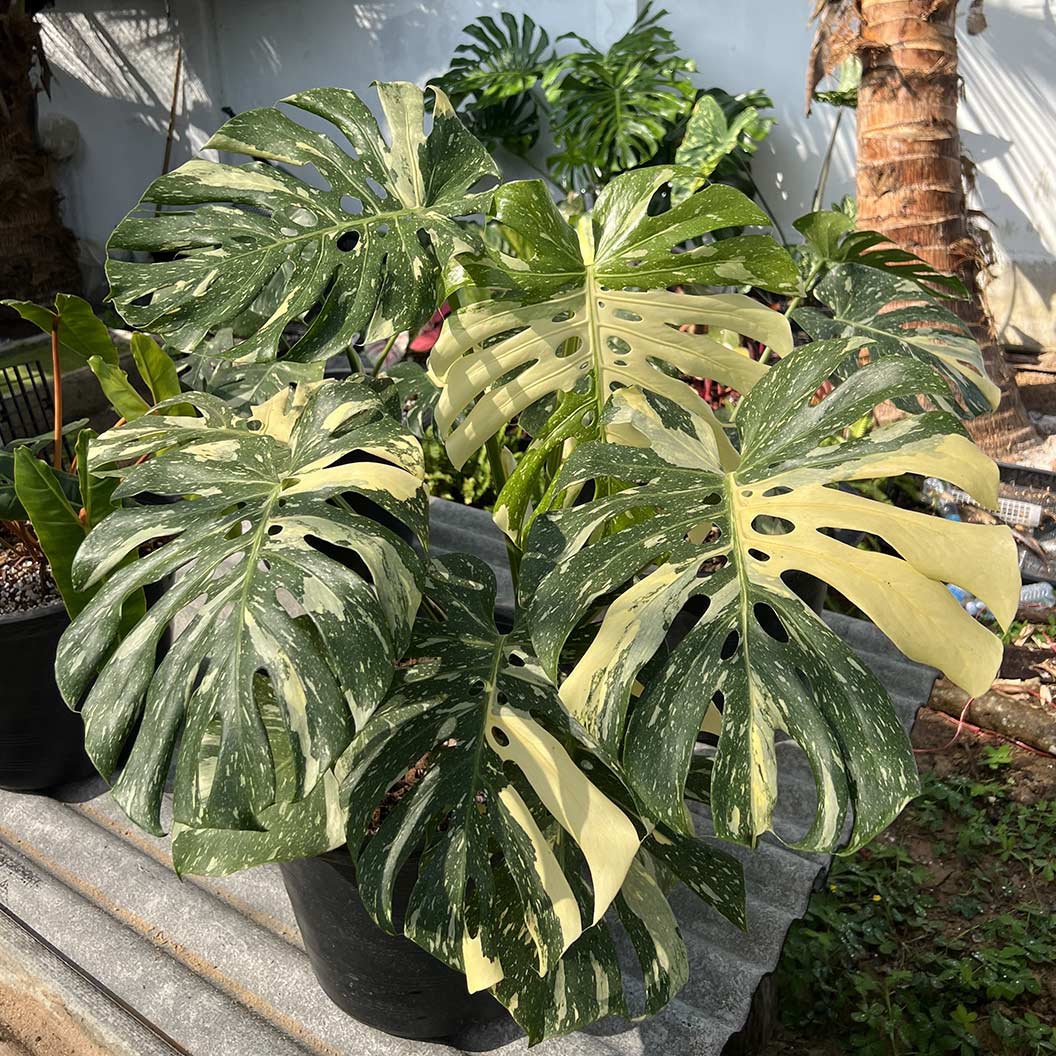 Monstera Thai Constellation - Image 2