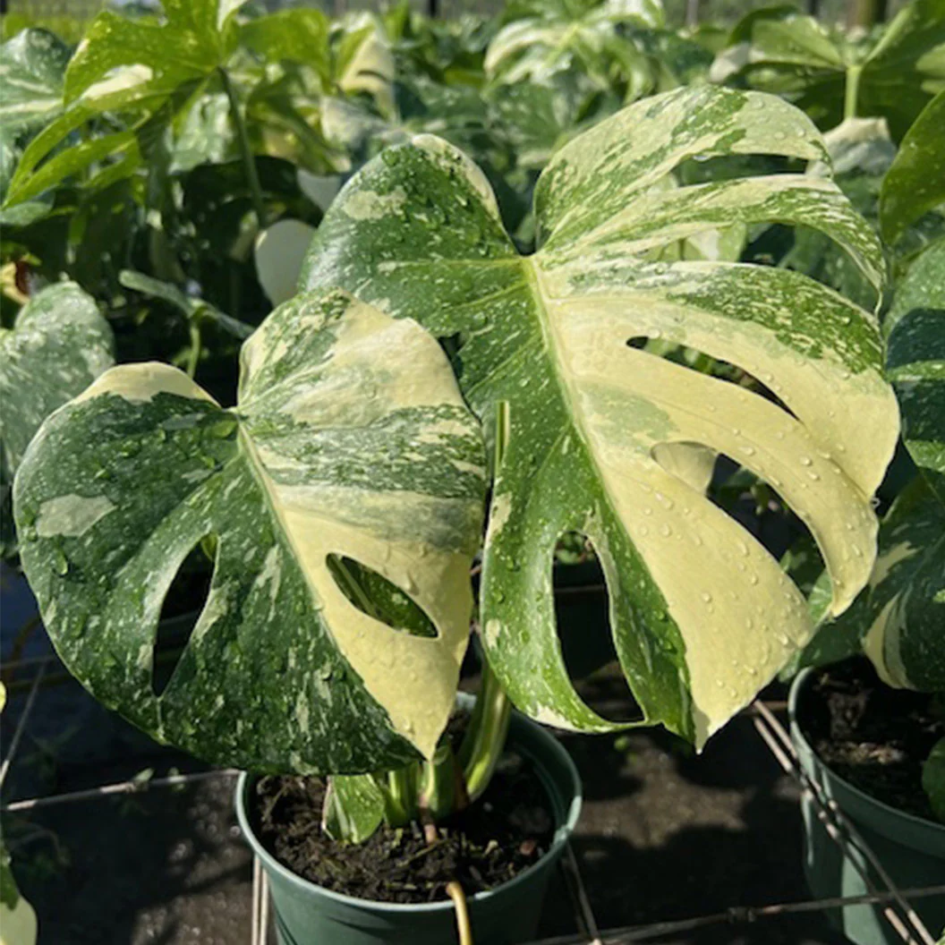Monstera Thai Constellation - Image 3