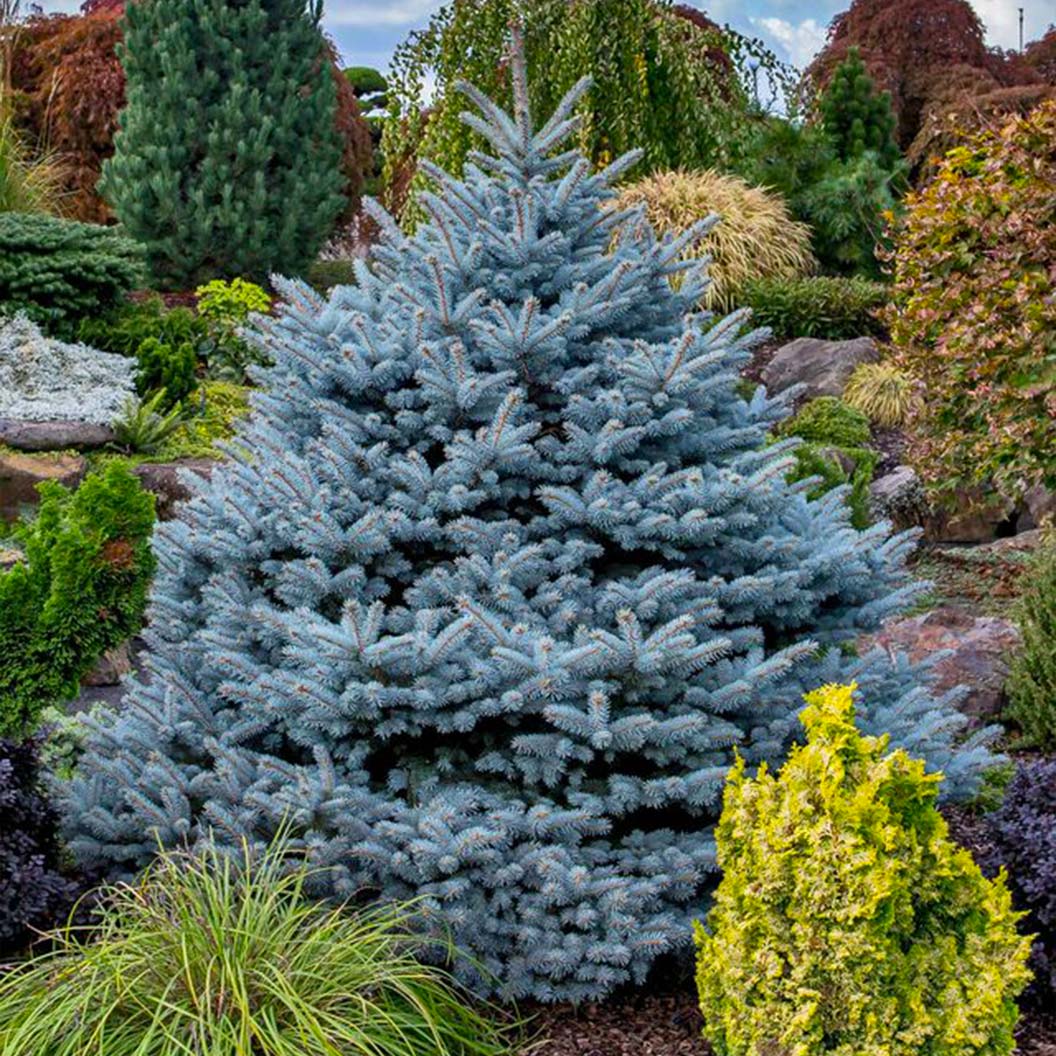 Montgomery Blue Spruce Tree - Image 2