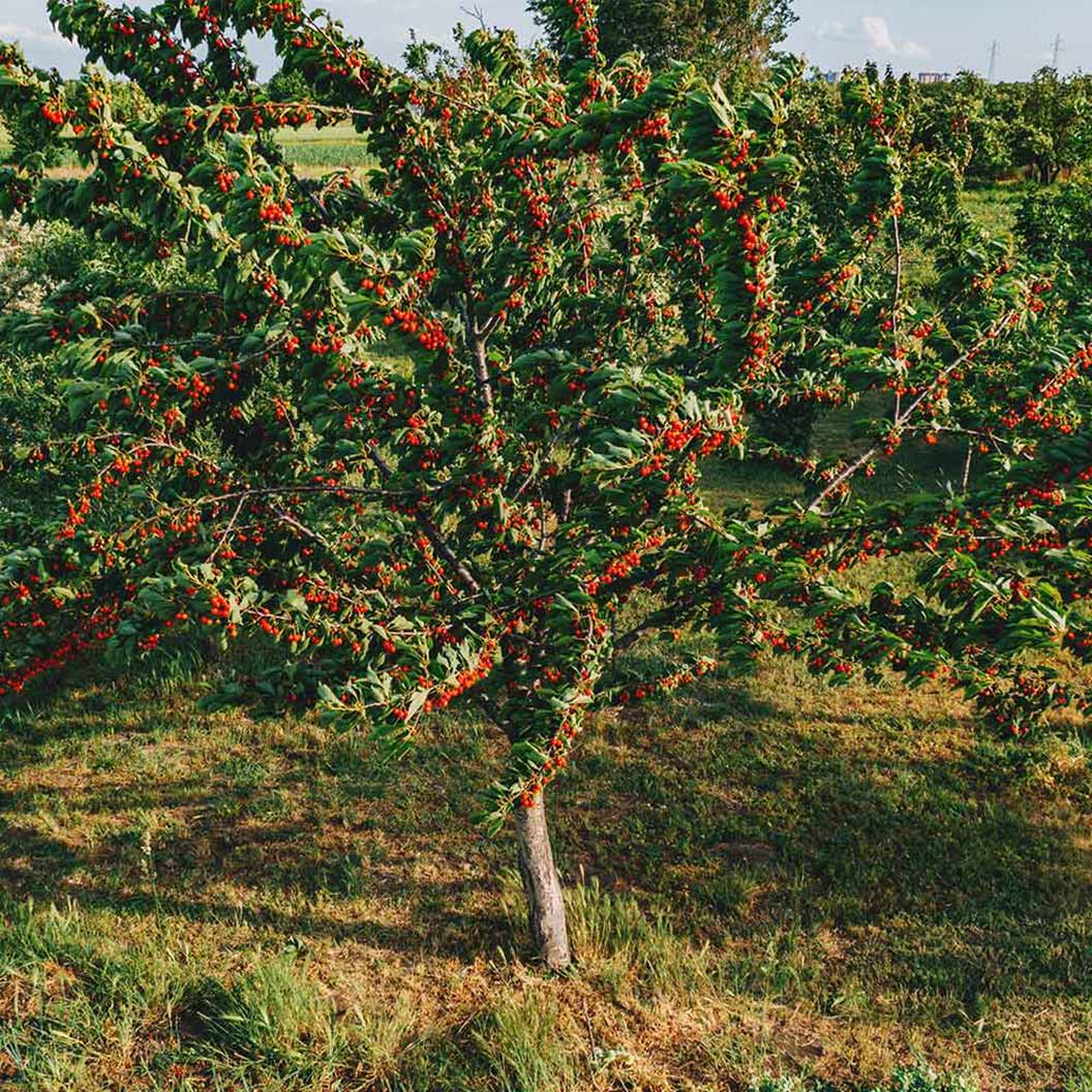 Montmorency Cherry - Image 3