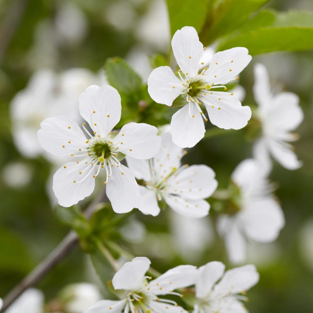 Montmorency Cherry - Image 5