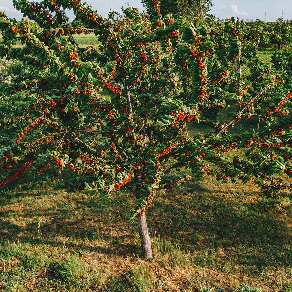 Montmorency Cherry Tree - Image 3