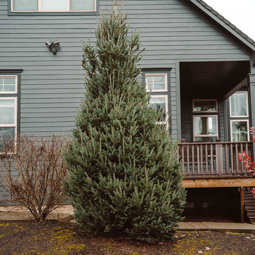 Montrose Spire White Spruce - Image 3