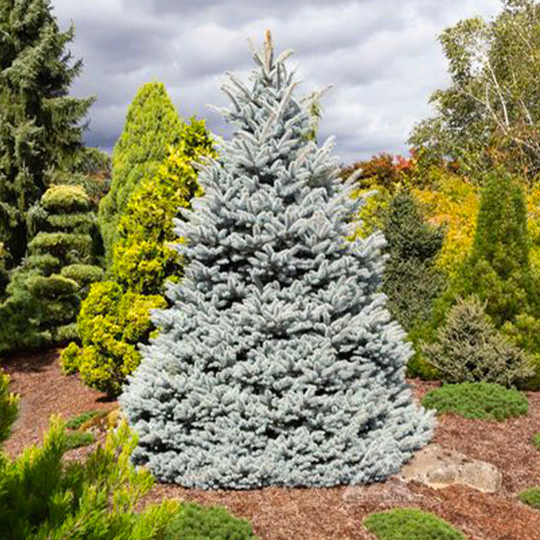 Monty® Blue Spruce Tree - Image 2