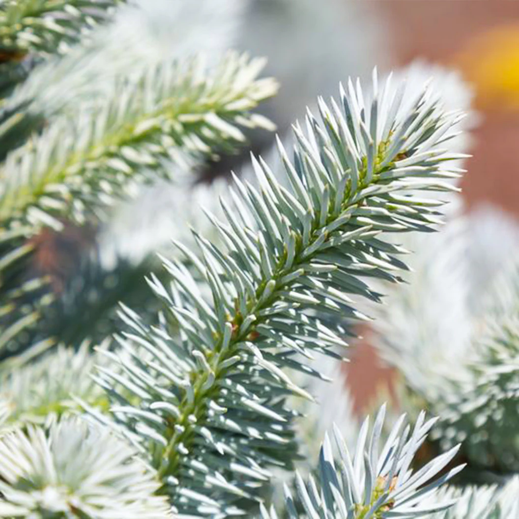 Monty® Blue Spruce Tree - Image 3