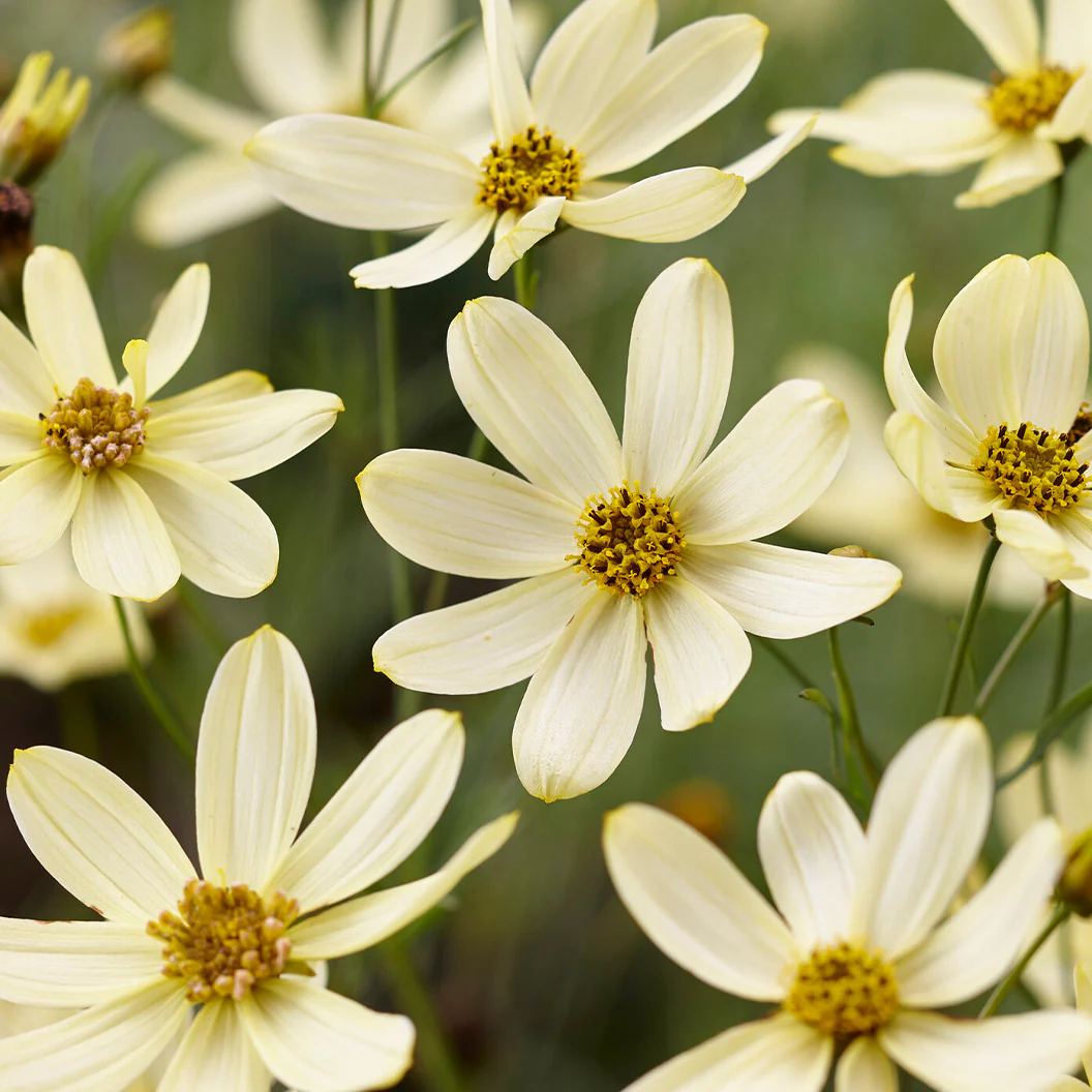 Moonbeam Coreopsis Plant - Image 3