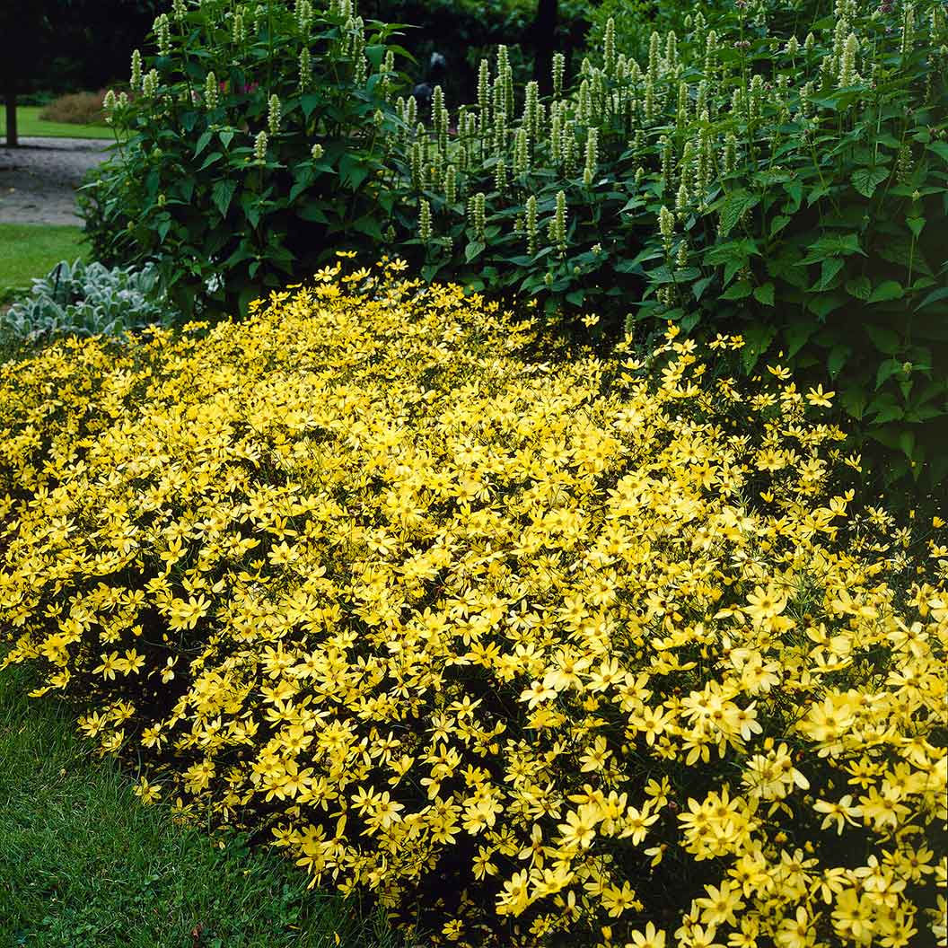 Moonbeam Coreopsis Plant - Image 4