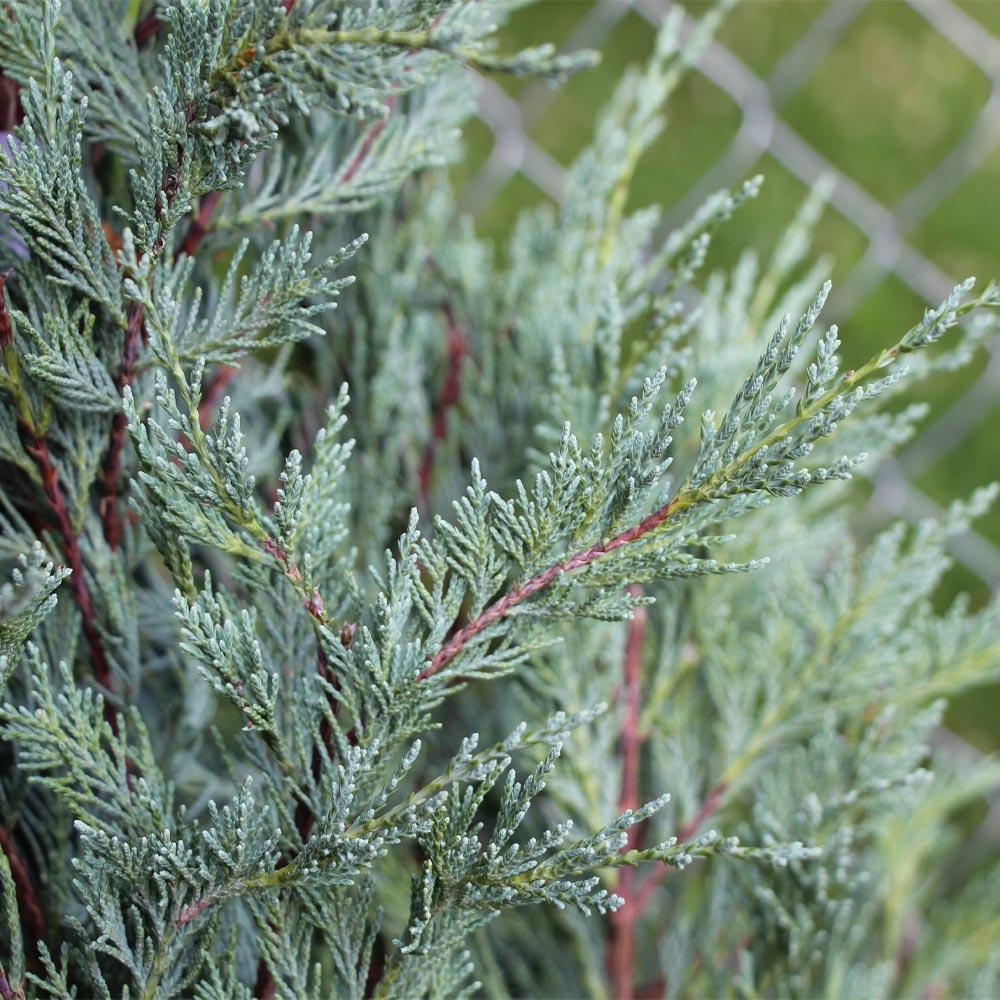 Moonglow Juniper Tree - Image 3