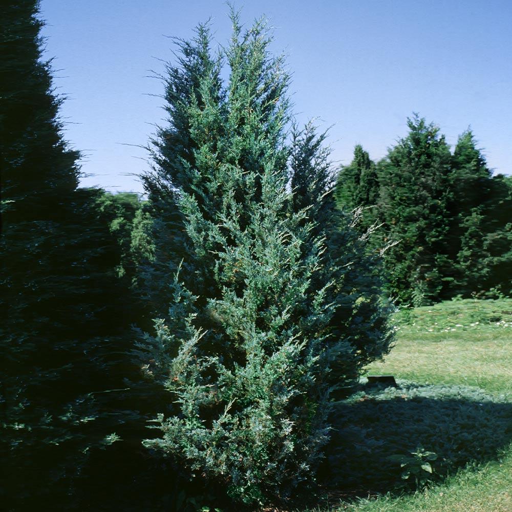 Moonglow Juniper Tree - Image 4