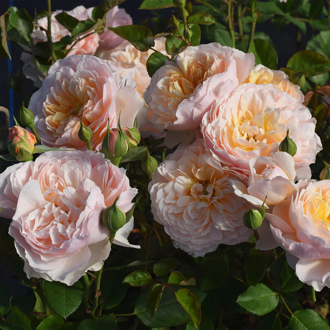 Moonlight in Paris® Rose Shrub - Image 10