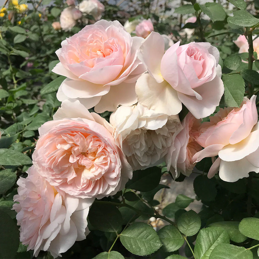 Moonlight in Paris® Rose Shrub - Image 11
