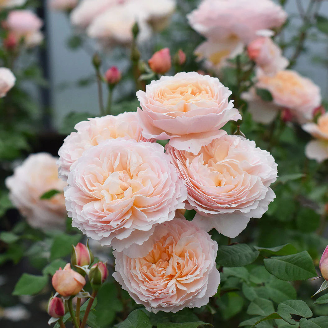 Moonlight in Paris® Rose Shrub - Image 2