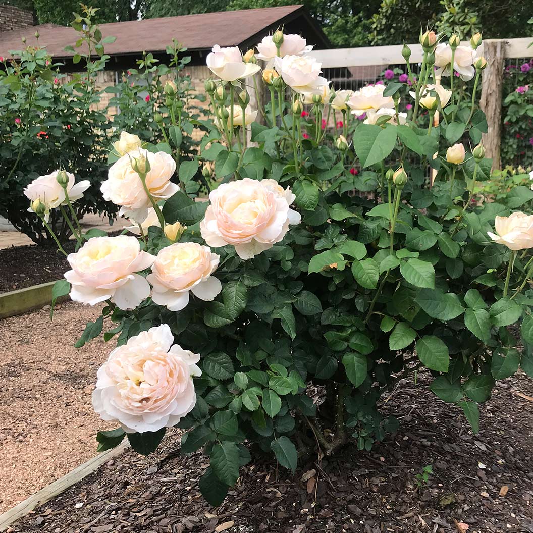 Moonlight in Paris® Rose Shrub - Image 3