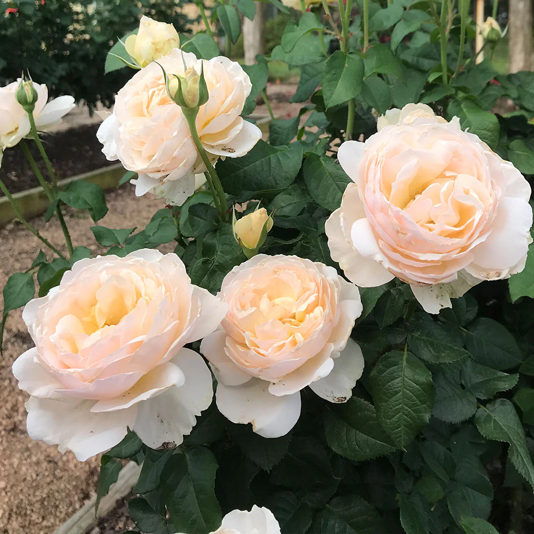 Moonlight in Paris® Rose Shrub - Image 4
