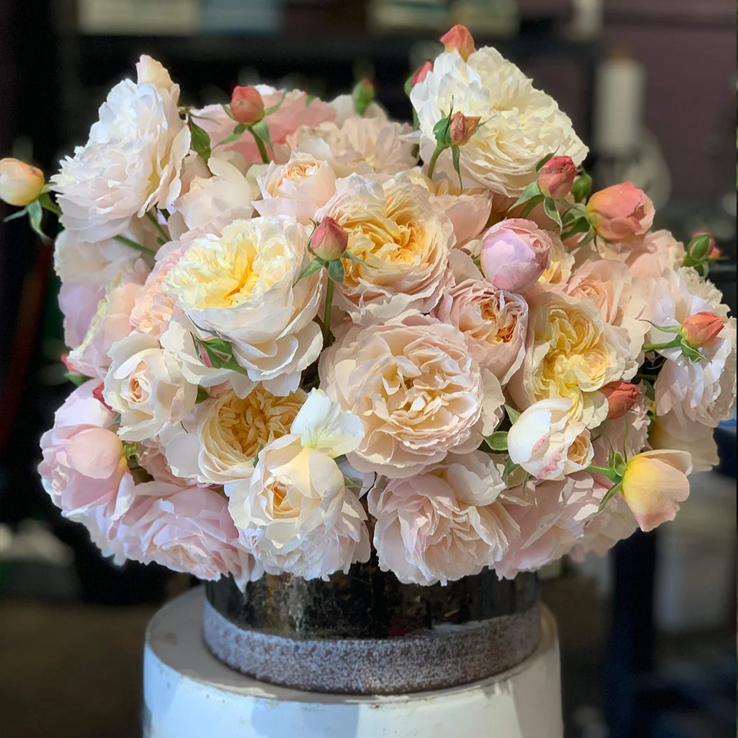 Moonlight in Paris® Rose Shrub - Image 5