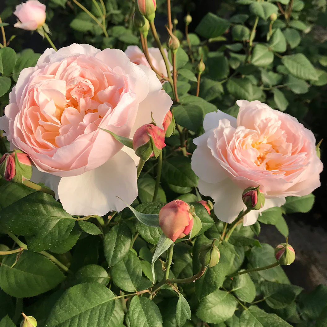Moonlight in Paris® Rose Shrub - Image 6