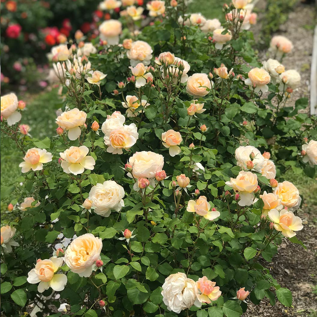 Moonlight in Paris® Rose Shrub - Image 7