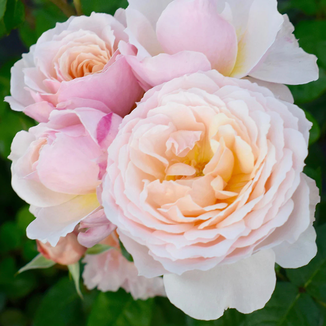 Moonlight in Paris® Rose Shrub - Image 8