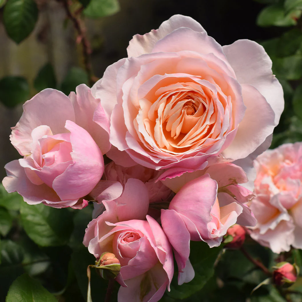 Moonlight in Paris® Rose Shrub - Image 9
