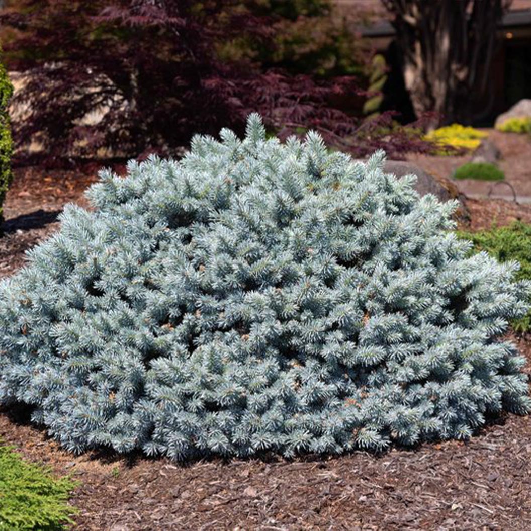 Moonstone® Globe Spruce Tree - Image 2