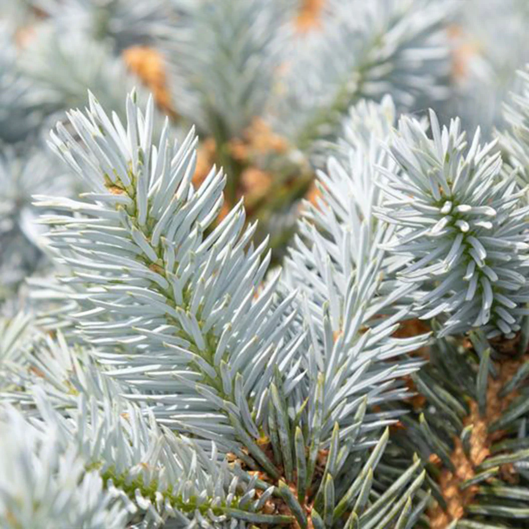 Moonstone® Globe Spruce Tree - Image 3
