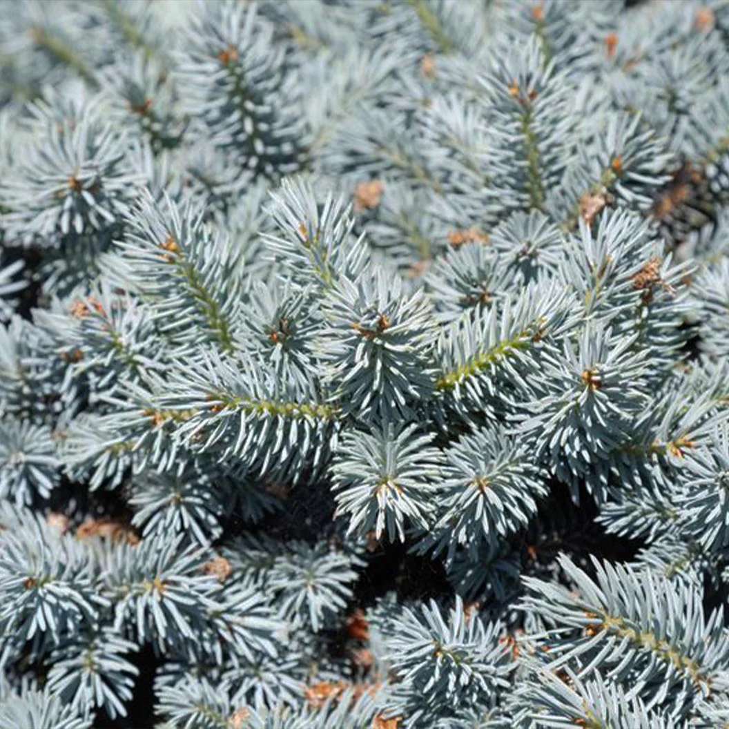 Moonstone® Globe Spruce Tree - Image 4