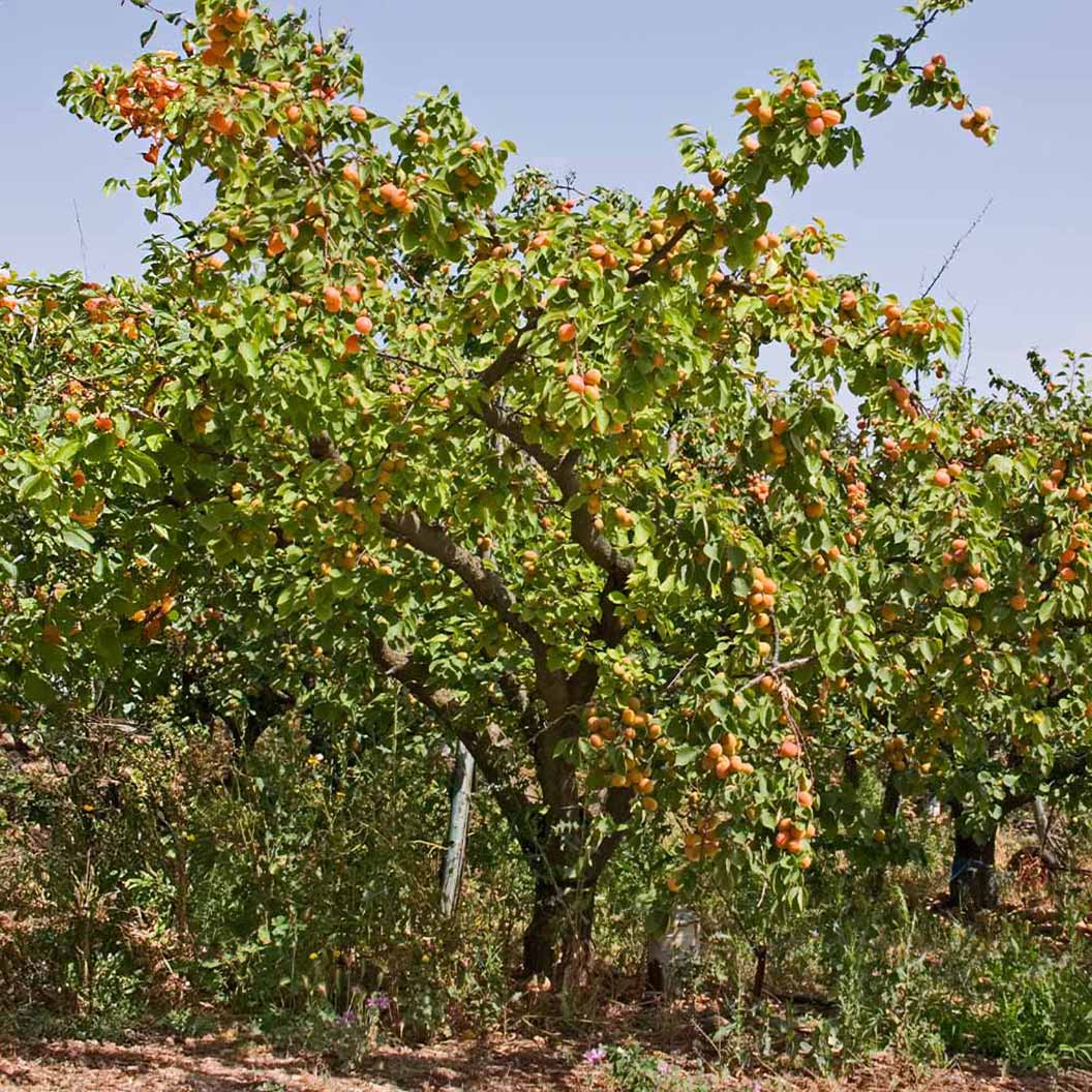 Moorpark Apricot Tree - Image 3
