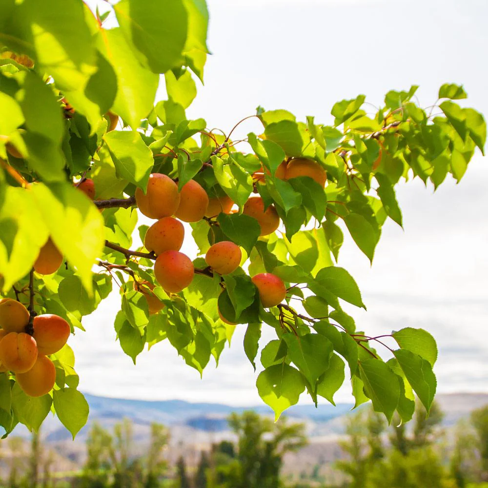 Moorpark Apricot Tree - Image 4
