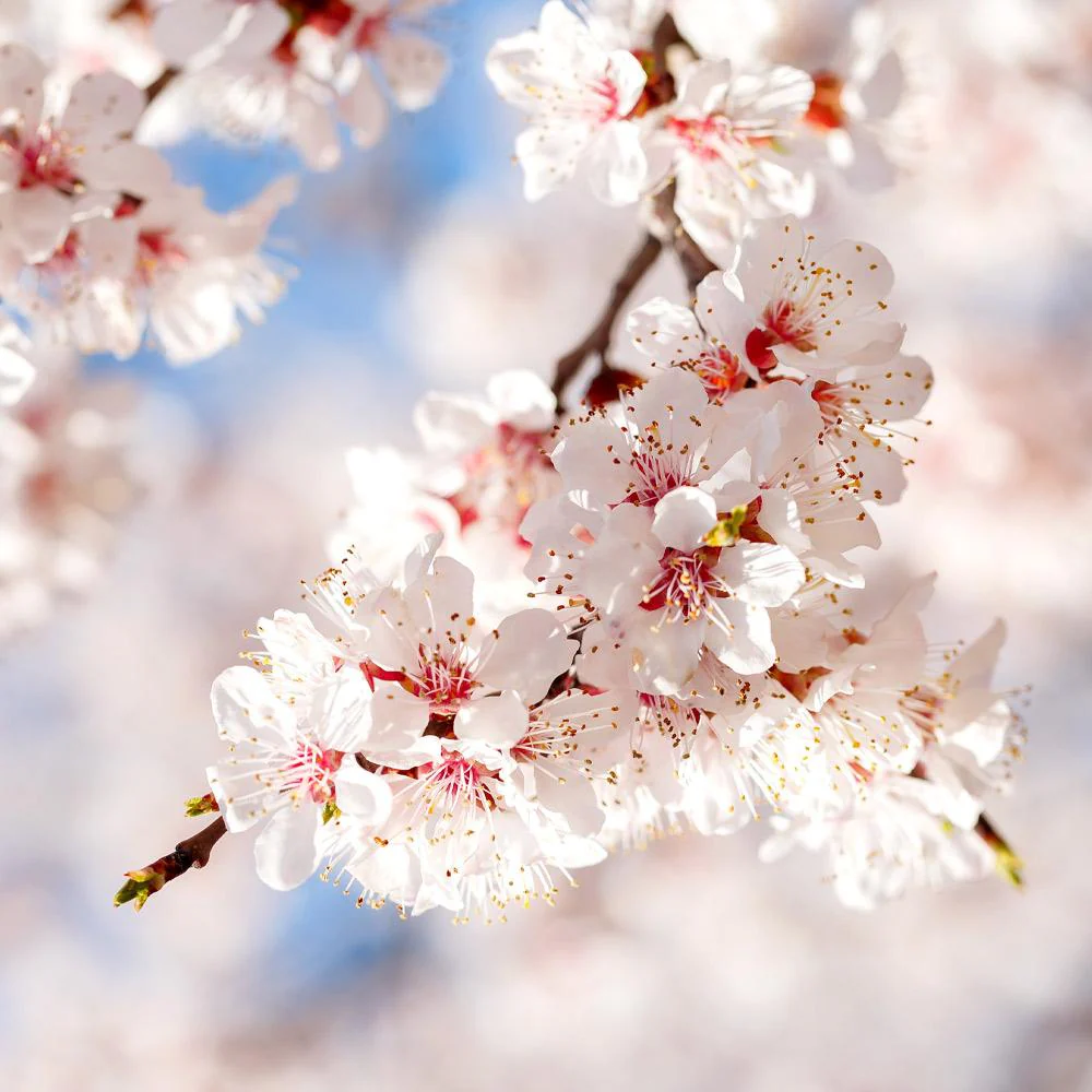 Moorpark Apricot Tree - Image 5