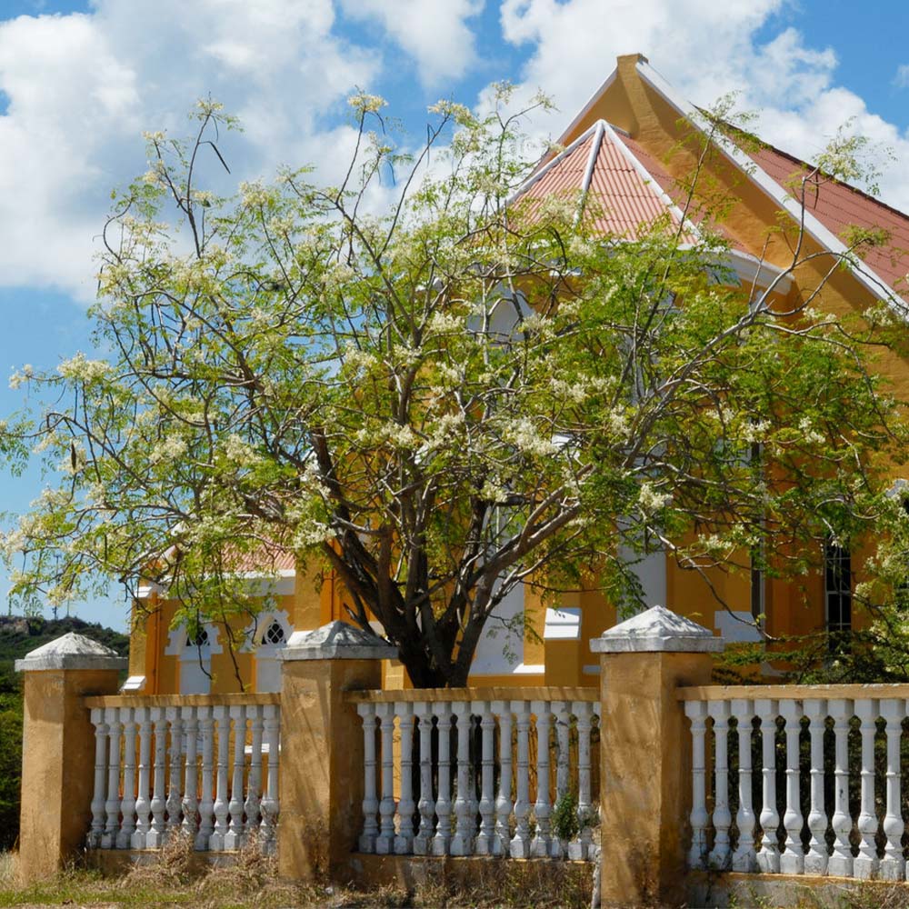 Moringa Tree - Image 2
