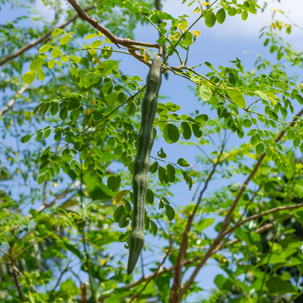 Moringa Tree - Image 3