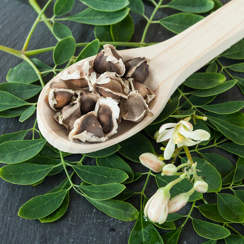 Moringa Tree - Image 4