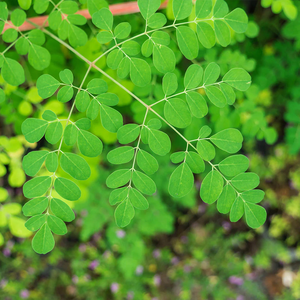 Moringa Tree - Image 6