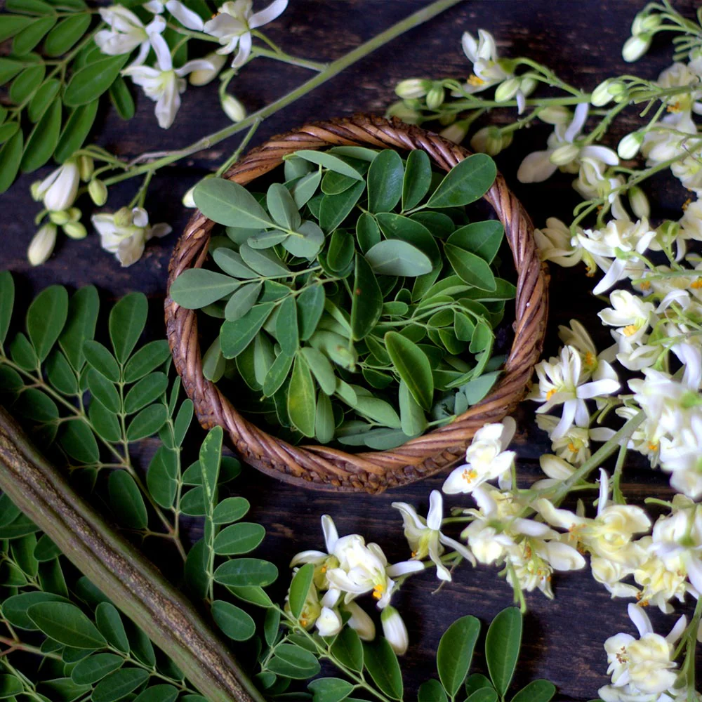 Moringa Tree - Image 7