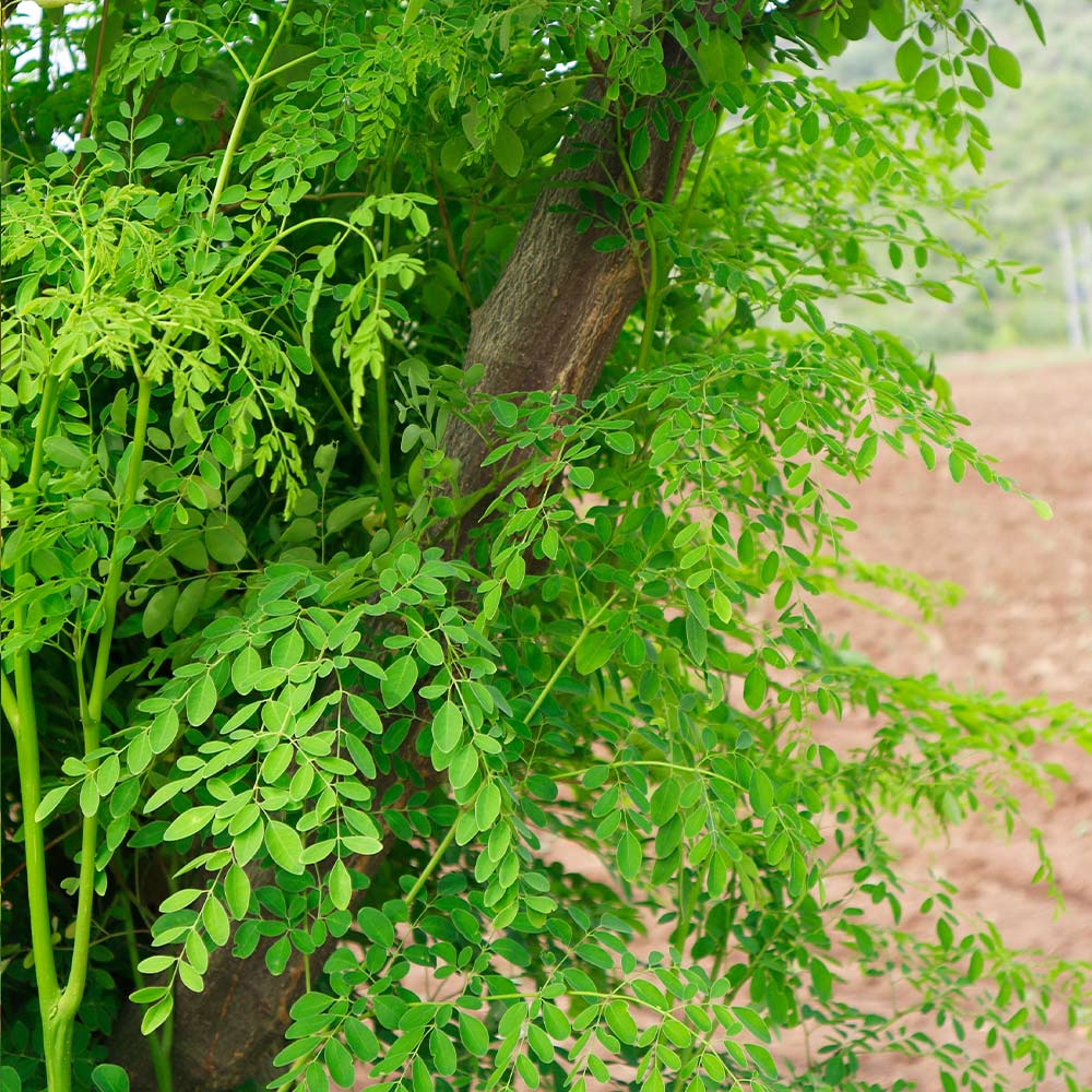 Moringa Tree - Image 8