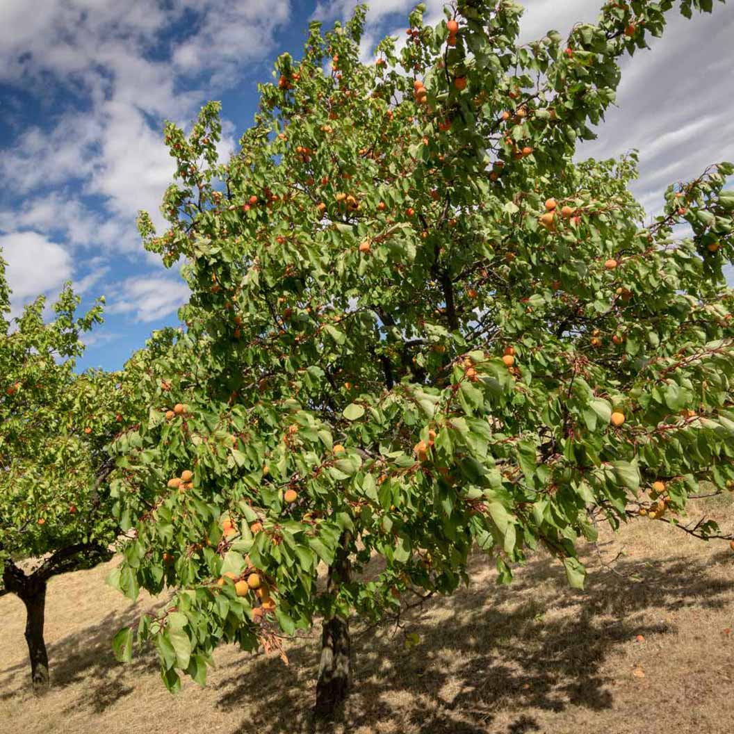 Chinese Mormon Apricot Tree - Image 3