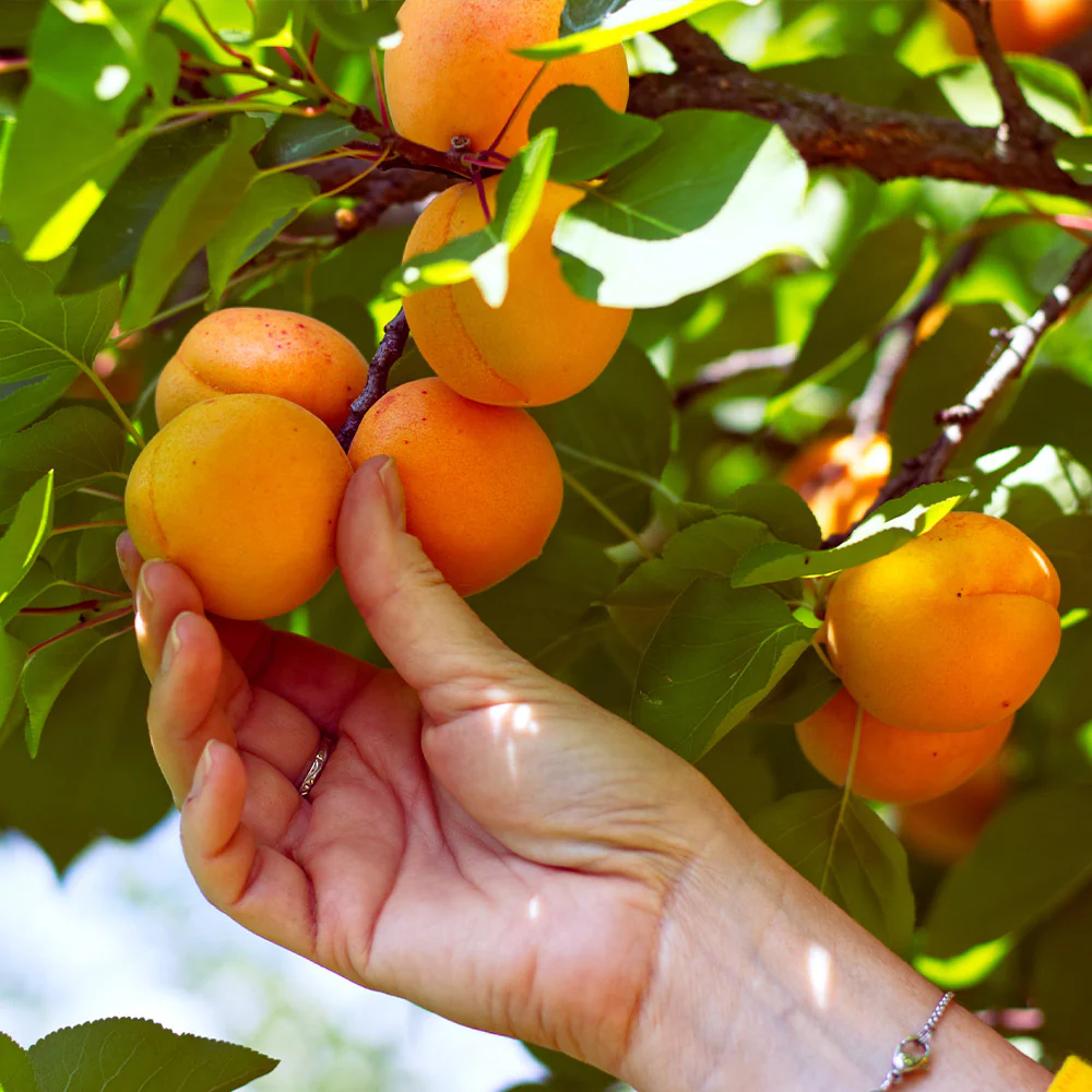 Chinese Mormon Apricot Tree - Image 4
