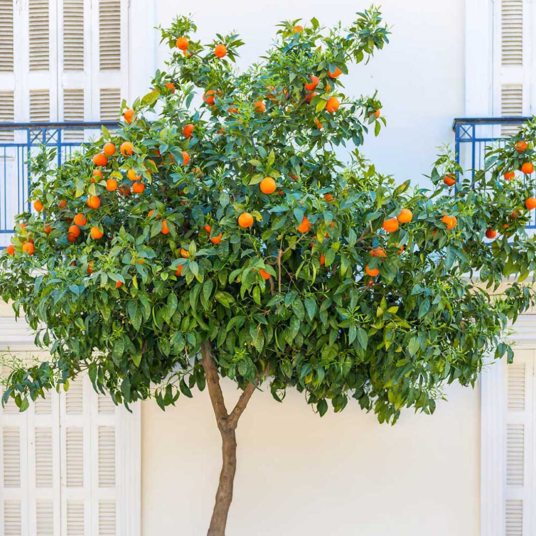 Blood Orange Tree - Image 3