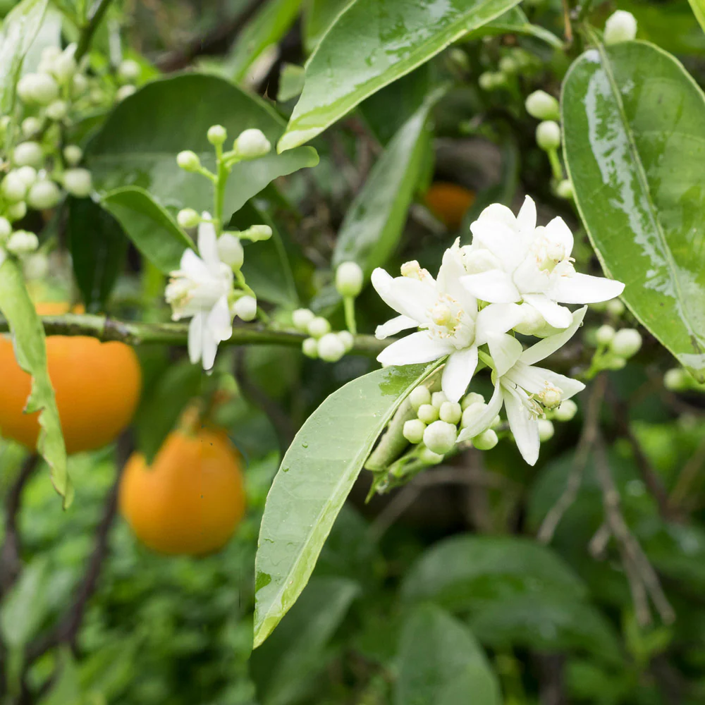 Blood Orange Tree - Image 5