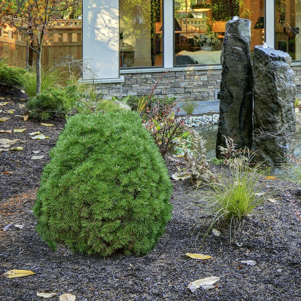 Moseri Scotch Pine Tree - Image 2